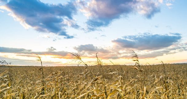 sunset over dry corn field - Foto, Imagem