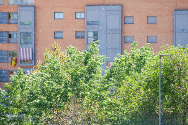 Nuage de pollen volant entre les bâtiments et un parc avec de grands arbres par une journée venteuse
 - Photo, image