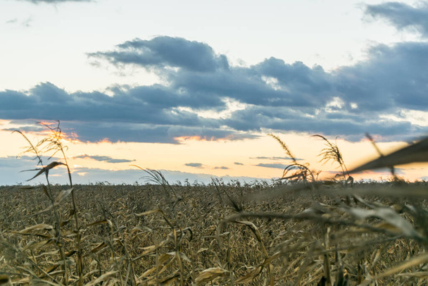 sunset over dry corn field - Photo, Image