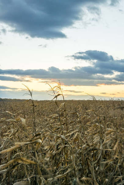 západ slunce nad suchým kukuřičným polem - Fotografie, Obrázek