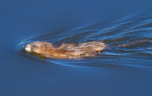 Muskrat, ondatra zibethicus. Floats on the river in the early morning - Foto, afbeelding