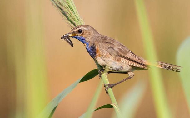 Bluethroat, luscinia svecica. The male sits on a reed and holds a beetle in its beak - Foto, Imagen
