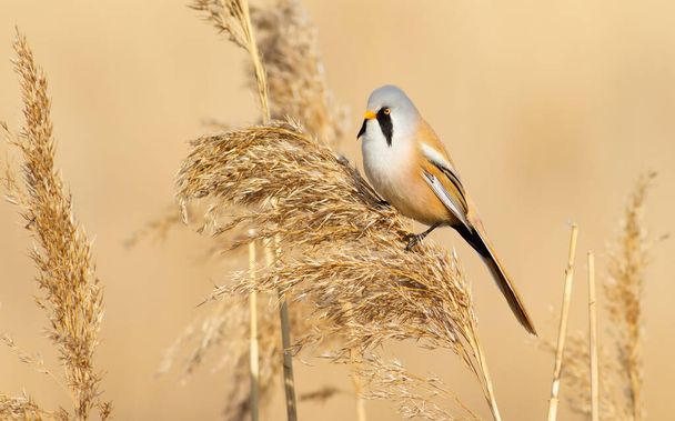 Bearded tit, panurus biarmicus. A male bird sits on a reed in the light of the morning sun - Фото, зображення