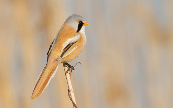 Bearded tit, panurus biarmicus. A male bird sits on a reed in the light of the morning sun - Zdjęcie, obraz