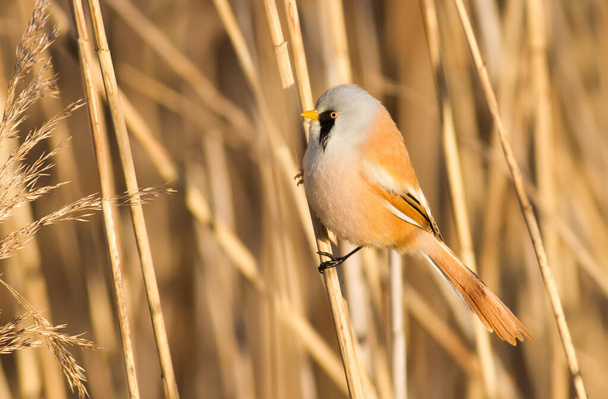 Bearded tit, panurus biarmicus. Bird sitting on reed near a river. Early sunny morning - Фото, зображення