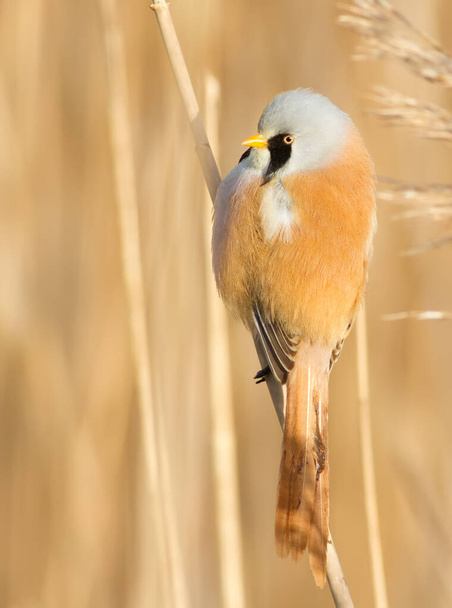 Bearded tit, panurus biarmicus. Bird sitting on reed near a river. Early sunny morning - Фото, изображение