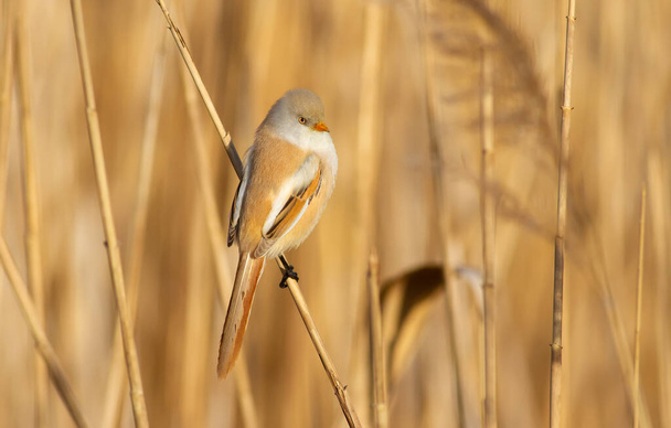 Bearded tit, panurus biarmicus. Bird sitting on reed. Female - Zdjęcie, obraz