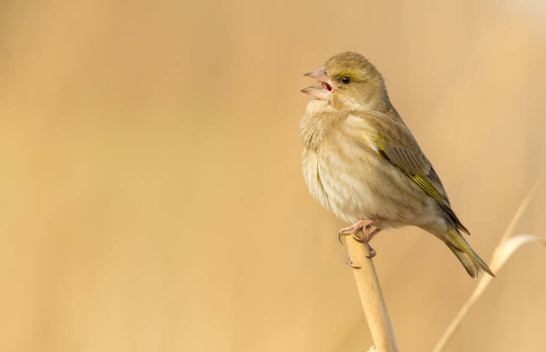Greenfinch, chloris. A bird sits on a reed and sings - Valokuva, kuva