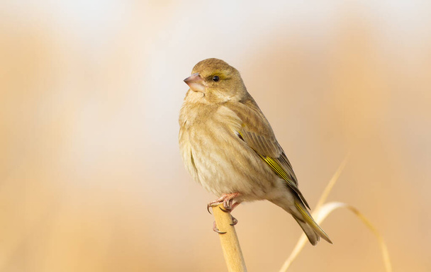 Greenfinch, chloris. A bird sits on a reed. Close-up - Zdjęcie, obraz