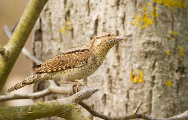 Wryneck, jynx. A bird sitting on a branch wary - Foto, afbeelding