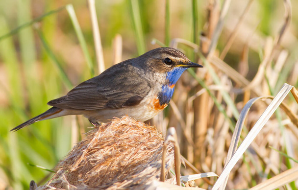 Bluethroat, luscinia svecica. Bird close-up - Photo, Image
