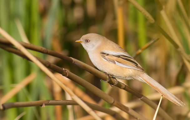 Bearded tit, panurus biarmicus. A female bird sits on a reed - Foto, afbeelding