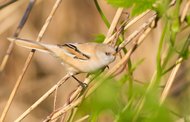 Bearded tit, panurus biarmicus. A female bird sits on a reed - Φωτογραφία, εικόνα