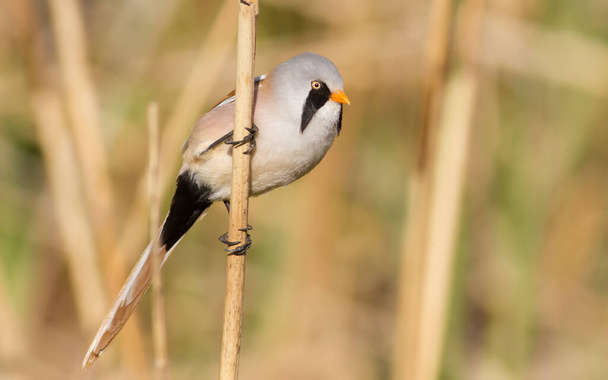 Bearded tit, panurus biarmicus. Male bird clings to reed stalk - Φωτογραφία, εικόνα