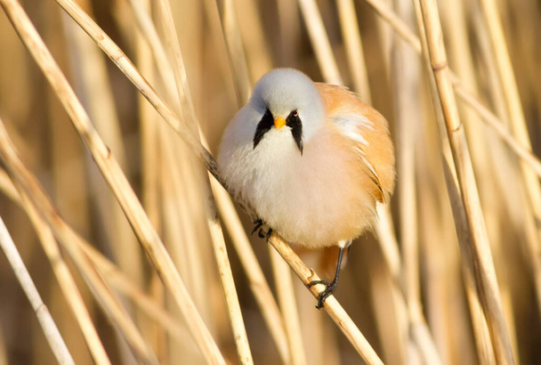 Bearded tit, panurus biarmicus. Bird sitting on reed near a river. Early sunny morning. The male pouted like a ball - 写真・画像