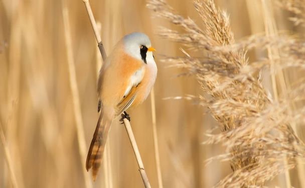 Bearded tit, panurus biarmicus. Bird sitting on reed near a river. Early sunny morning - Foto, imagen