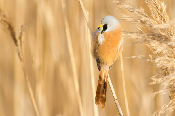Bearded tit, panurus biarmicus. Bird sitting on reed near a river. Early sunny morning - Foto, imagen