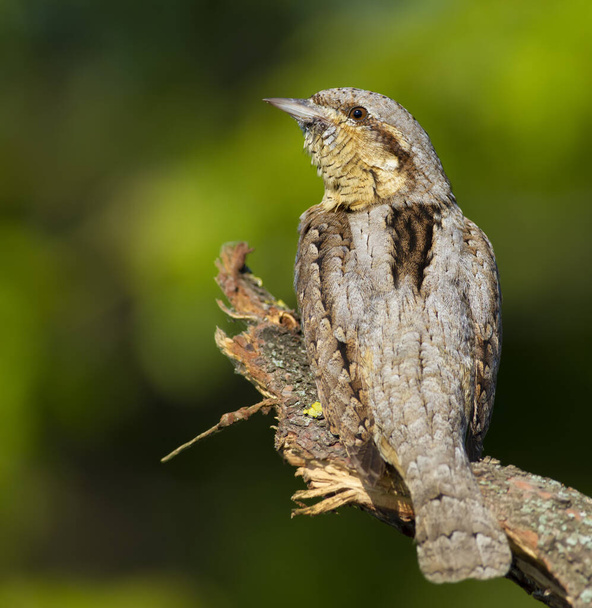 Wryneck, Jynx. Un pájaro se sienta en una rama, de cerca
 - Foto, imagen