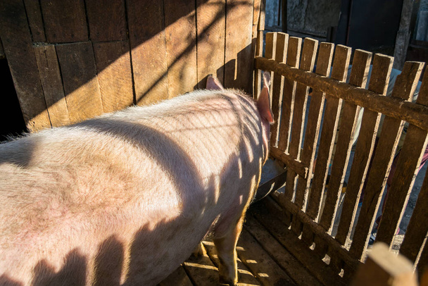 vista de perto do porco bonito no pigpen - Foto, Imagem