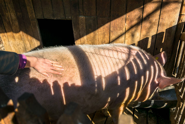 vue rapprochée du cochon mignon à la porcherie - Photo, image