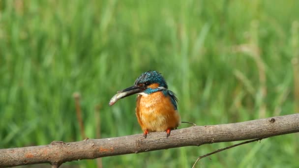 Kingfisher, alcedo atthis. An adult male sits on a branch and holds in his beak the fish that he brought for the female. - Footage, Video