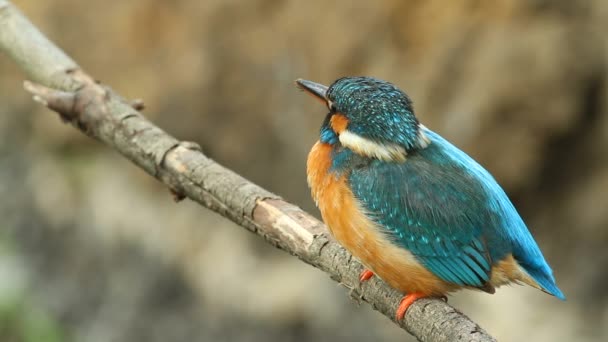 Kingfisher, alcedo. Adult female bird sits on a branch, listens to the voices of relatives and answers them - Footage, Video
