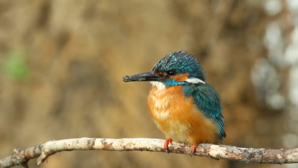 Alcedo, kingfisher. An adult male sits on a branch, his nest is located nearby. Bird resting from fishing - Footage, Video