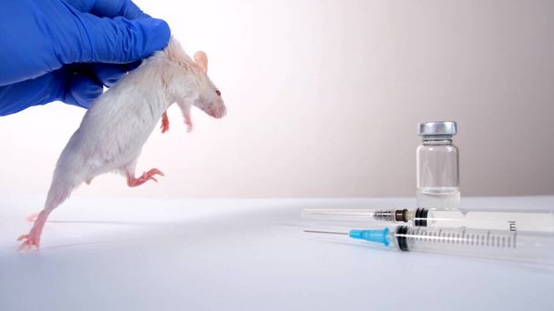 A scientist in blue gloves holding white abino lab laboratory mouse by scruff in order to conduct an experiment and test vaccine - Foto, afbeelding