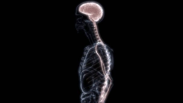 Órgano Interno Humano Cerebro con Anatomía del Sistema Nervioso Rendimiento 3D de Rayos X
 - Foto, Imagen