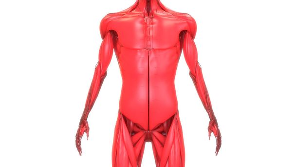 Muskeln des Muskelsystems des menschlichen Körpers Anatomie 3D-Darstellung - Foto, Bild