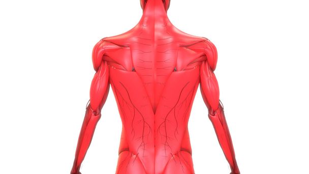 Ihmisen kehon lihakset Anatomia 3d renderöinti
 - Valokuva, kuva