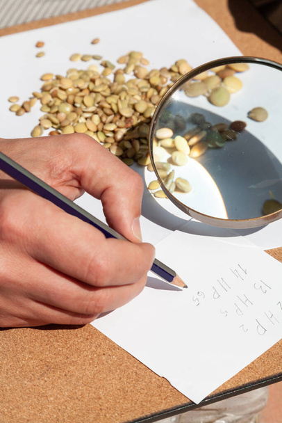 Изучение чечевицы. Проращенные семена чечевицы лежат на белом фоне под круглыми лупой - Фото, изображение