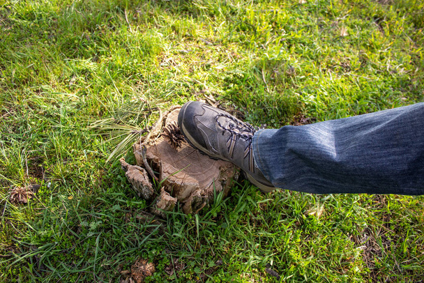 Важкий чоловічий черевик над ялиновим конусом у зеленому лісі. Великий вільний простір. Концепція беззахисності природи
. - Фото, зображення