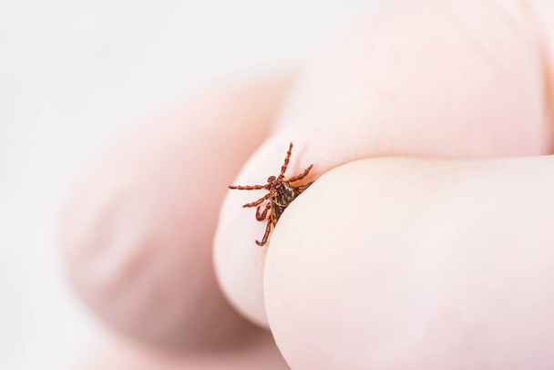 Danger of tick bite. Shows close-up mite in the hand in glove. - 写真・画像