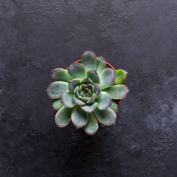 Succulent on a black stone table Copy space Top view - Фото, изображение