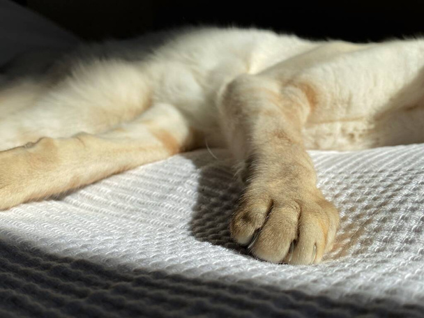 paws of white cat  - Foto, Imagen
