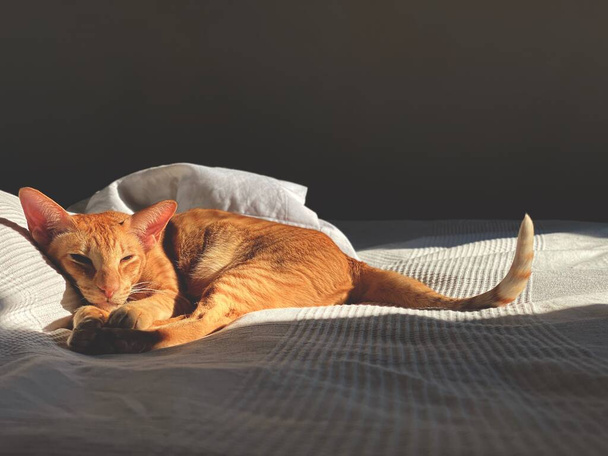 red cat is laying on the bed - Fotografie, Obrázek