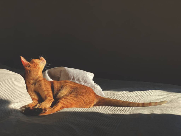 sleeping cat is laying on the bed - Fotoğraf, Görsel