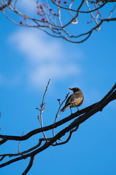 Americký Robin na stromě s modrou oblohou a mraky v pozadí. - Fotografie, Obrázek