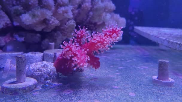 Red Chili Coral - Αλκυόνιο παλμάτος - Πλάνα, βίντεο