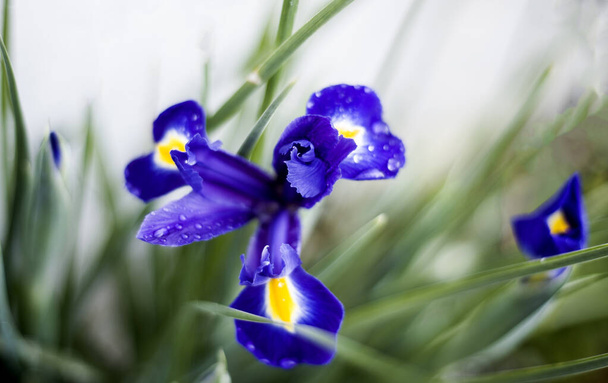 blue ris dans le jardin abstrait
 - Photo, image