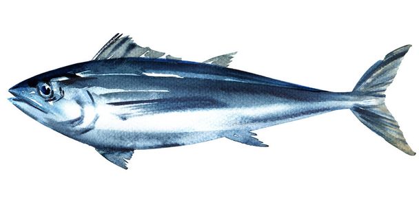Синюшный тунец, тунец, целая свежая морская рыба, Thunnus thynnus, морепродукты, крупный план, изолированная, нарисованная вручную акварельная иллюстрация на белом
 - Фото, изображение