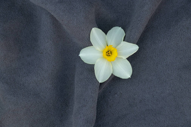 szare tło starej tkaniny zbliżenie i na tym pączek kwiatu żonkila - Zdjęcie, obraz