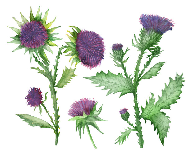 Watercolor hand painted nature weed plants set composition with milk thistle purple blossom flowers, burdock green leaves on branch collection isolated on the white background for design elements - Φωτογραφία, εικόνα