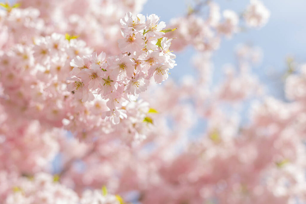 Geweldige rose kers bloesems op de Sakura boom in een blauwe lucht. Prachtige lenteboom. - Foto, afbeelding