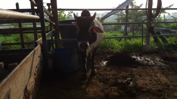 Tehén áll a korlát reggel a Malay kampung Malajzia.. - Felvétel, videó