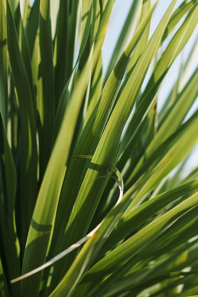 Bright leaves of palm in backlight. Soft focus on photo and author processing - Photo, image