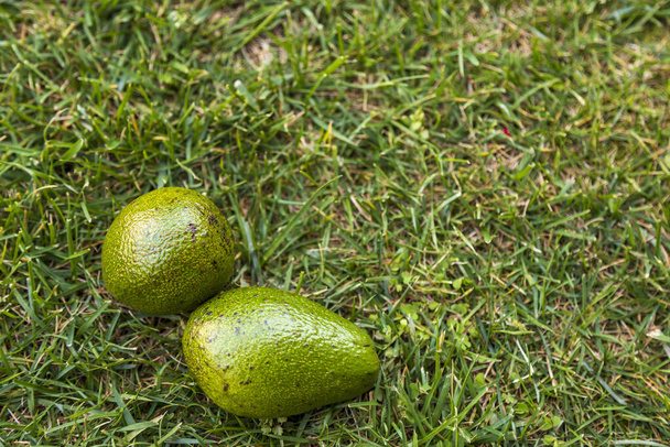 Two Avocado on green grasss background, vegetarian food, mexican food, tropical fruit for breakfast, copy space.  - Photo, Image