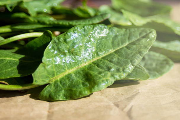 Jonge groene bladeren van zuring op ambachtelijk papier. Nuttige groenteteelt en medicinale plant Rumex acetosa, rijk aan vitaminen en mineralen. Close-up. - Foto, afbeelding