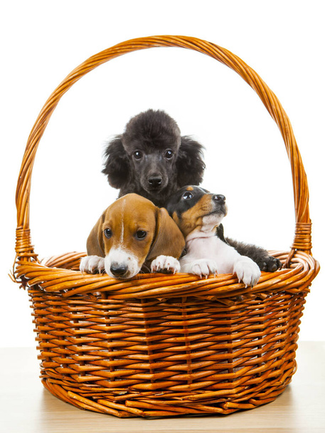 image of dog basket white background  - Zdjęcie, obraz